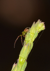 Tharrhalea pulleinei