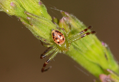 Tharrhalea pulleinei