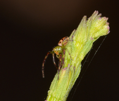 Tharrhalea pulleinei