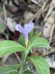 Ruellia prostrata