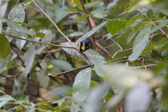 Machlolophus spilonotus