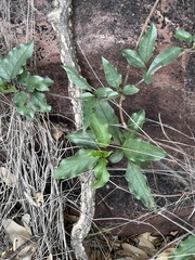 Rotheca wildii glabra
