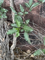 Rotheca wildii glabra
