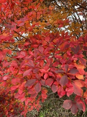 Enkianthus perulatus