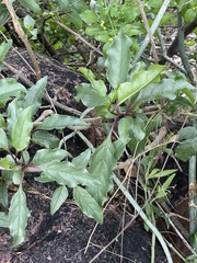 Rotheca wildii glabra