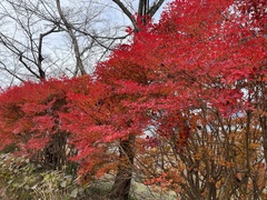 Enkianthus perulatus