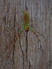 Cetratus