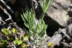 Linaria arvensis