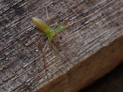 Cetratus