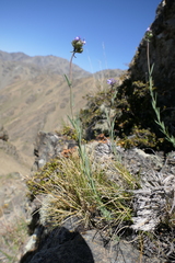 Linaria arvensis