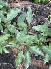 Rotheca wildii glabra