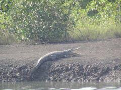 Crocodylus suchus