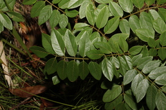 Austrosteenisia glabristyla