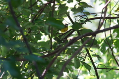 Phyllergates cucullatus