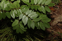 Austrosteenisia glabristyla