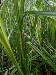 Candovia annulata