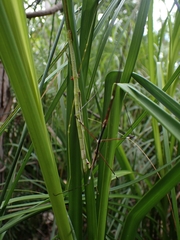 Candovia annulata