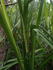 Candovia annulata