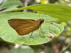 Xanthoneura corissa