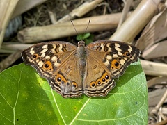 Junonia erigone