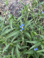 Commelina erecta