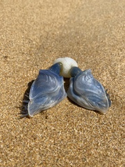 Dosima fascicularis