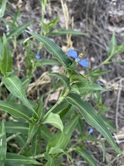 Commelina erecta