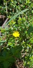 Hibbertia empetrifolia