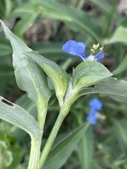 Commelina erecta
