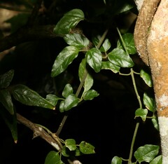 Jasminum singuliflorum