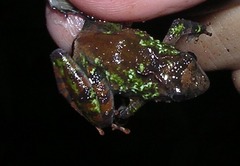 Phrynobatrachus alleni