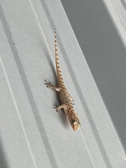 Hemidactylus parvimaculatus