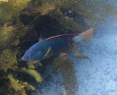 Notolabrus gymnogenis