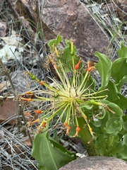 Scadoxus multiflorus multiflorus