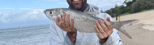 Bastard mullet (Megalops cyprinoides) — Megalopidae — 3