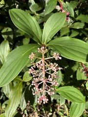 Medinilla formosana
