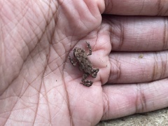Duttaphrynus melanostictus