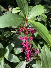 Medinilla formosana