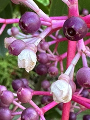 Medinilla formosana