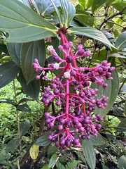 Medinilla formosana