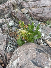 Scadoxus multiflorus multiflorus