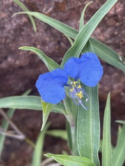 Commelina modesta