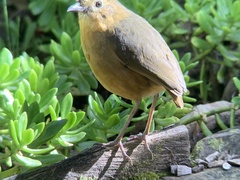 Grallaria quitensis