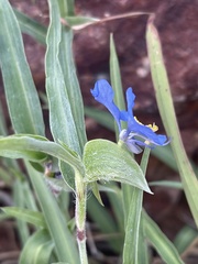 Commelina modesta