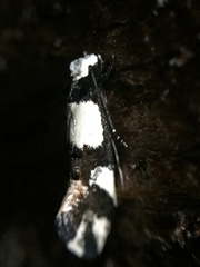 Monopis icterogastra