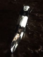 Monopis icterogastra