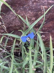Commelina modesta