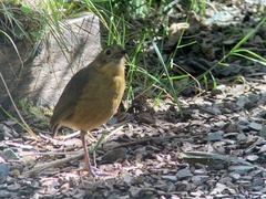 Grallaria quitensis