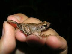 Arthroleptis poecilonotus