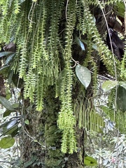 Phlegmariurus phlegmaria